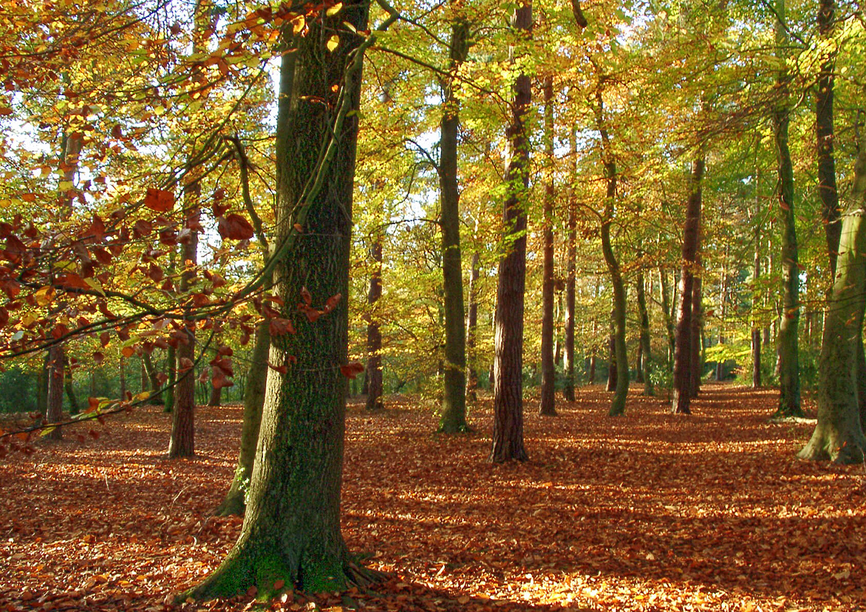 Reasons to Choose Sutton Coldfield - Chosen Home